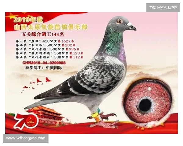 2015常胜俱乐部赛事-常胜特比赛鸽俱乐部2019